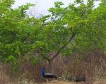 KBR-National-Park6.jpg